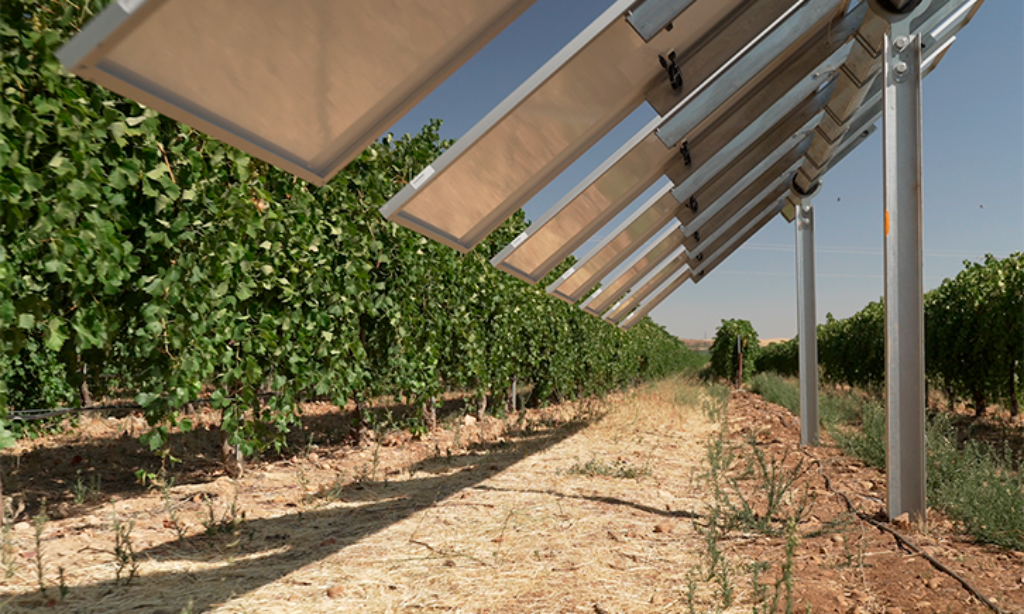 Pierwsze w Hiszpanii inteligentne instalacje agrowoltaiczne w winnicach