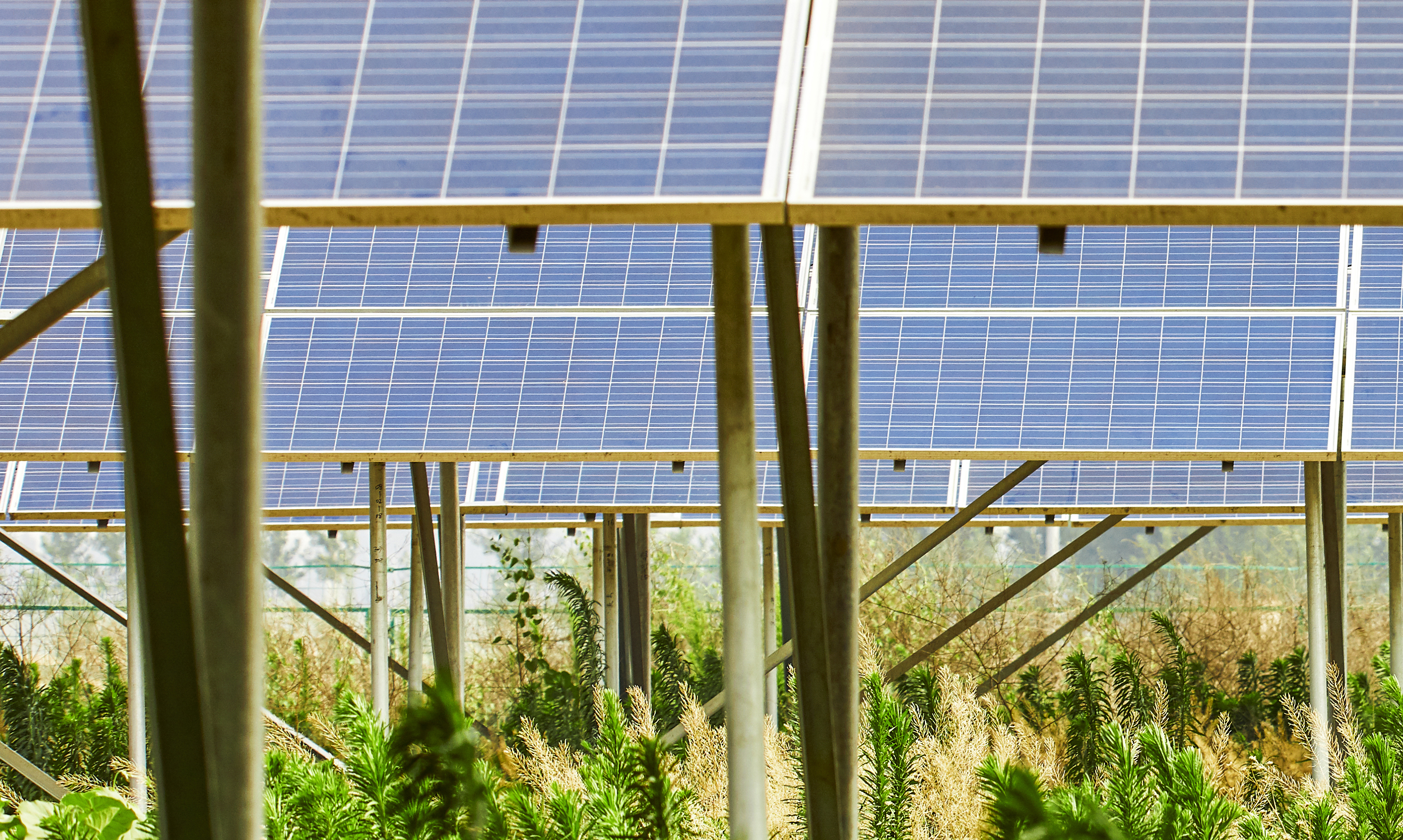 Agrowoltaika może zrewolucjonizować polskie rolnictwo – jakie są bariery?